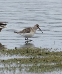 Curlew Sandpiper, London Wetland Centre (P Gilfillan).