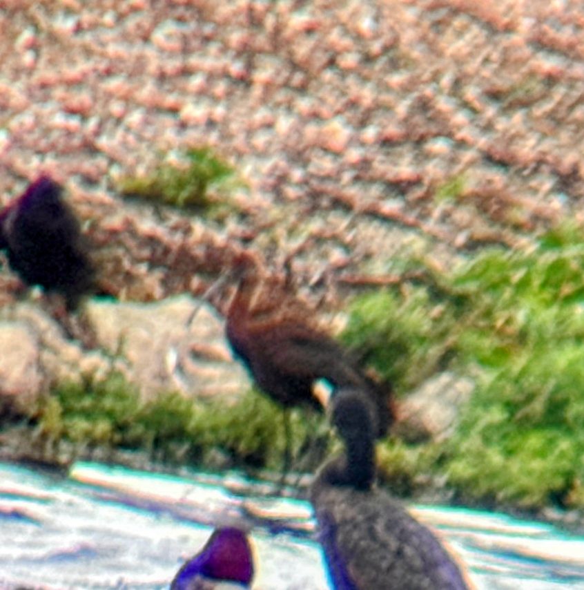 Glossy Ibis, London Wetland Centre (K Tsering). Glossy Ibis, London Wetland Centre (K Tsering).
