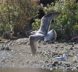 Yellow-legged Gull, Beddington Farmlands (D Campbell).