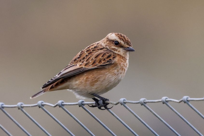 Whinchat, Beddington Farmlands (I Jones). Whinchat, Beddington Farmlands (I Jones).