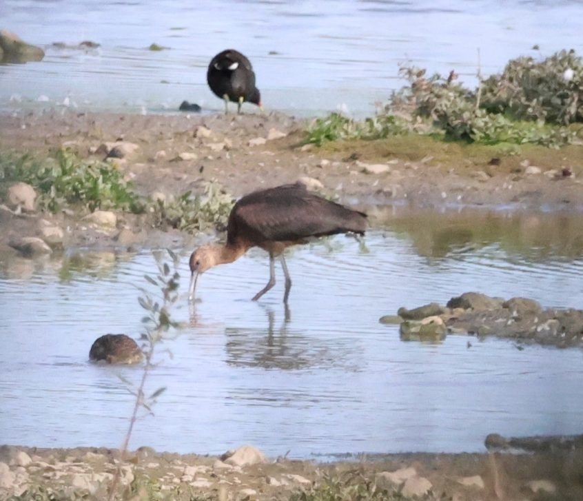 Glossy Ibis, Beddington Farmlands (B Carter). Glossy Ibis, Beddington Farmlands (B Carter).