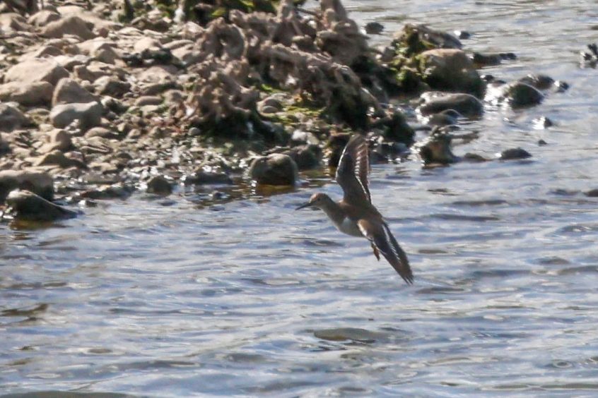 Common Sandpiper, Beddington Farmlands (I Jones). Common Sandpiper, Beddington Farmlands (I Jones).