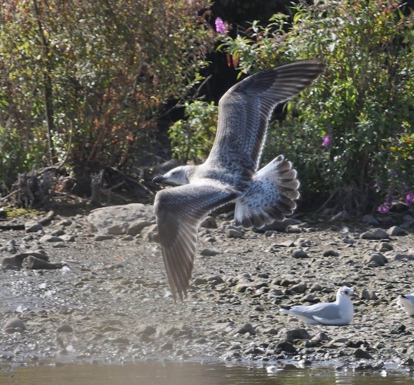 Yellow-legged Gull, Beddington Farmlands (D Campbell). Yellow-legged Gull, Beddington Farmlands (D Campbell).