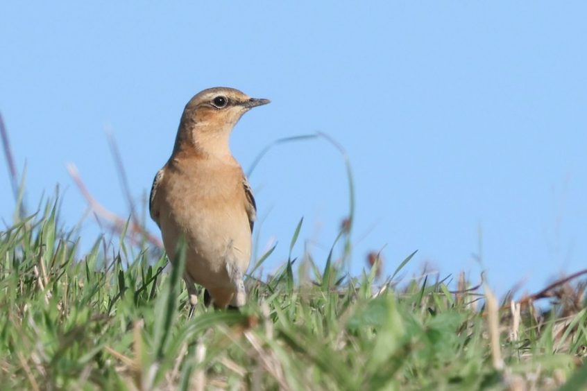 Wheatear, Beddington Farmlands (I Jones). Wheatear, Beddington Farmlands (I Jones).