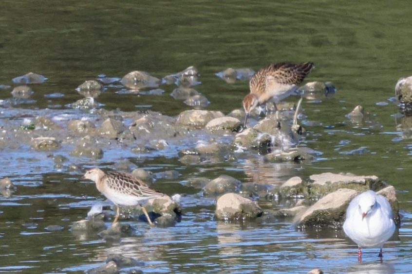 Ruff, Beddington Farmlands (I Jones). Ruff, Beddington Farmlands (I Jones).