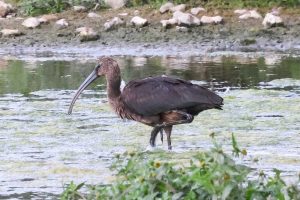 Glossy Ibis, Beddington Farmlands (I Jones).