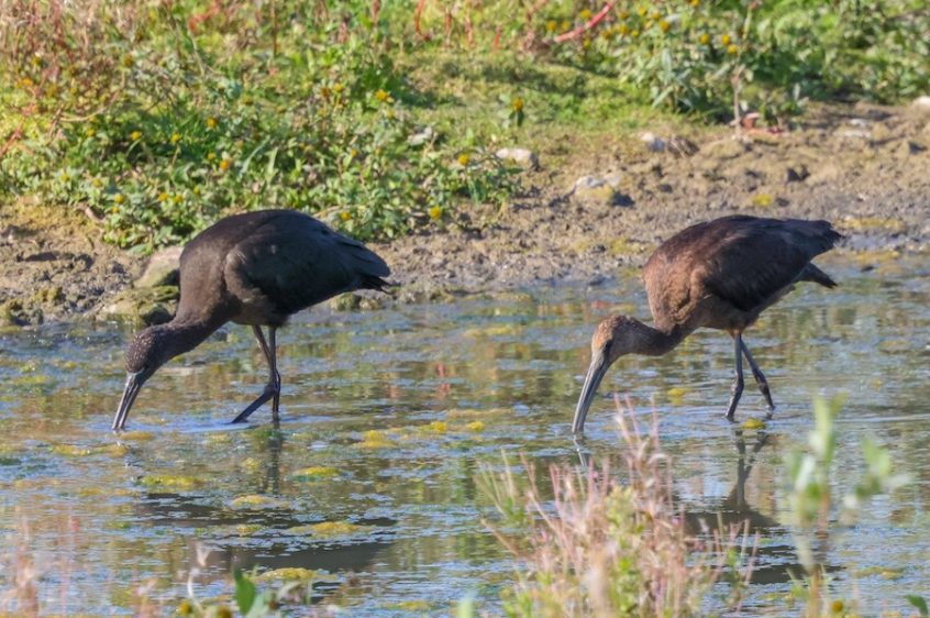 Glossy Ibises, Beddington Farmlands (I Jones). Glossy Ibises, Beddington Farmlands (I Jones).