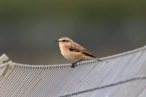 Whinchat, Beddington Farmlands (I Jones).