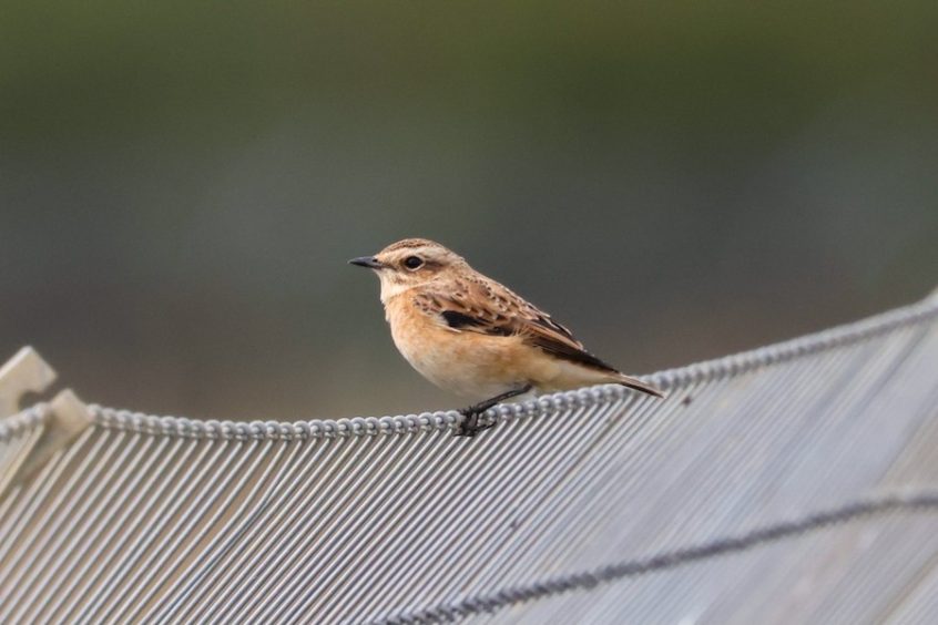 Whinchat, Beddington Farmlands (I Jones). Whinchat, Beddington Farmlands (I Jones).