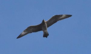 Arctic Skua, Tate Modern (R Braddock).