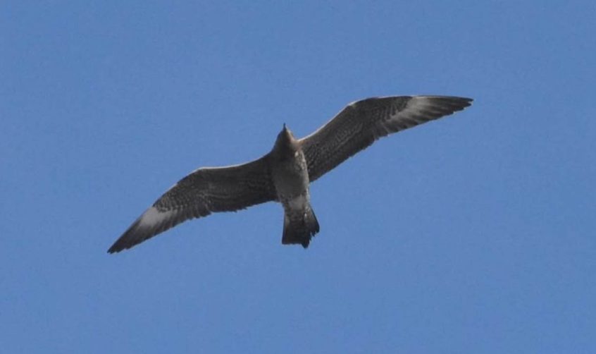 Arctic Skua, Tate Modern (R Braddock). Arctic Skua, Tate Modern (R Braddock).