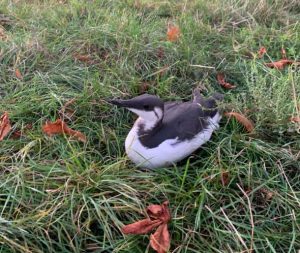 Guillemot, Herne Hill (Z Pannifer).