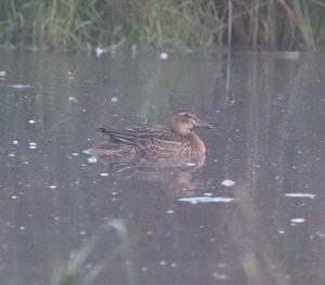 Garganey, Holmethorpe SP (G Hay).