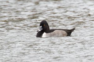 Ring-necked Duck, Mytchett GPs (Steve Harley)