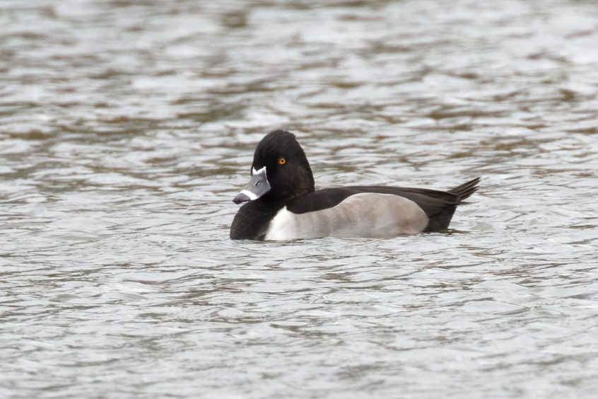 Ring-necked Duck, Mytchett 20-Sep-25 ( Steve Harley) Ring-necked Duck, Mytchett GPs (Steve Harley)