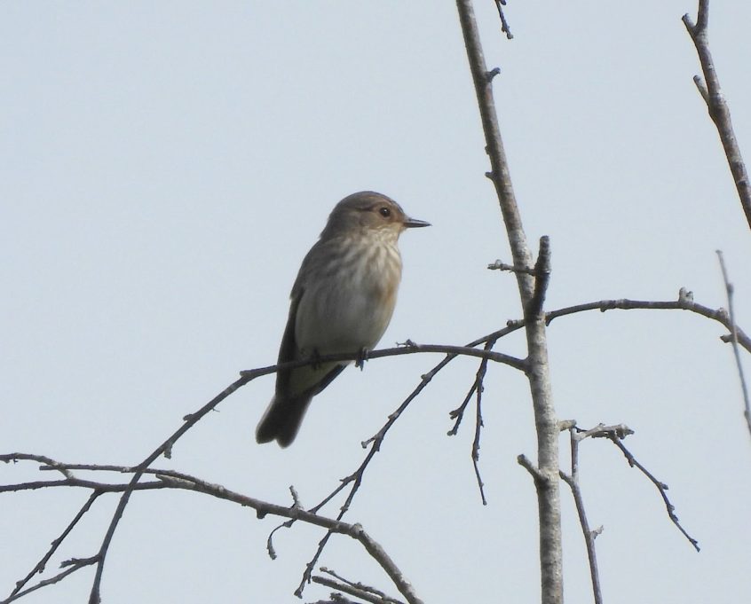 Spotted Flycatcher, Banstead Woods (P Goodman). Spotted Flycatcher, Banstead Woods (P Goodman).