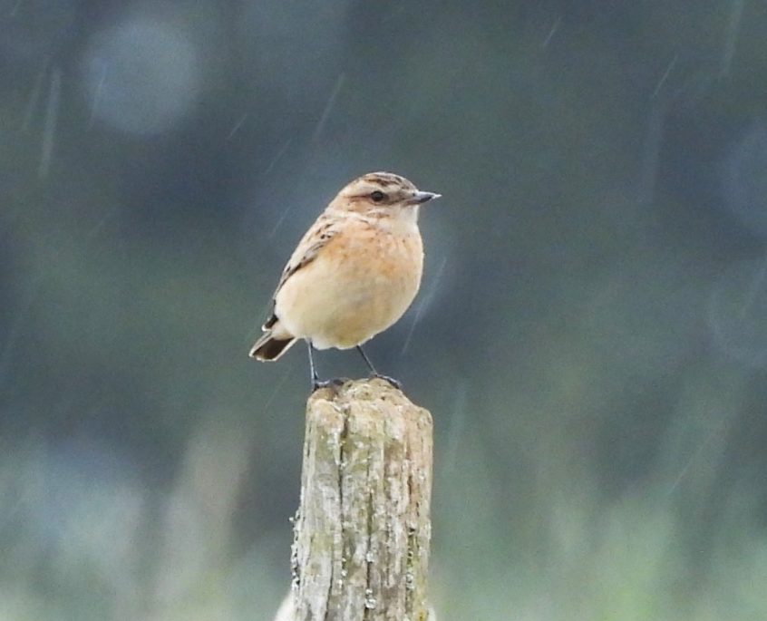 Whinchat, Burgh Heath (P Goodman). Whinchat, Burgh Heath (P Goodman).