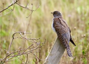 Cuckoo, Hogsmill LNR (P Venables).