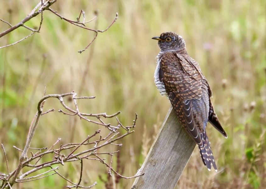 Cuckoo, Hogsmill LNR (P Venables). Cuckoo, Hogsmill LNR (P Venables).