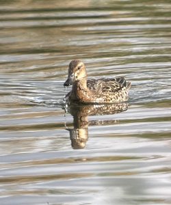 Garganey, London Wetland Centre (M Bradbury).