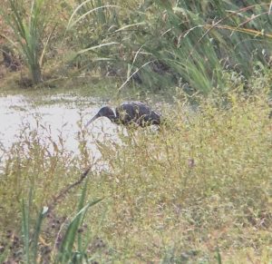 Glossy Ibis, London Wetland Centre (E Devlin).