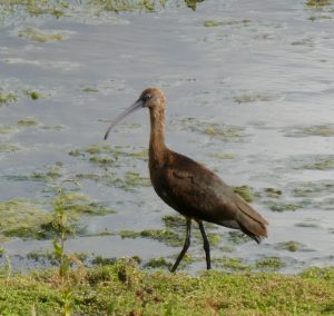 Glossy Ibis, London Wetland Centre (J Reeves).