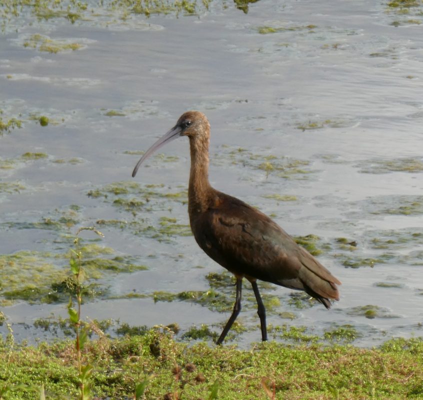 Glossy Ibis, London Wetland Centre (J Reeves). Glossy Ibis, London Wetland Centre (J Reeves).