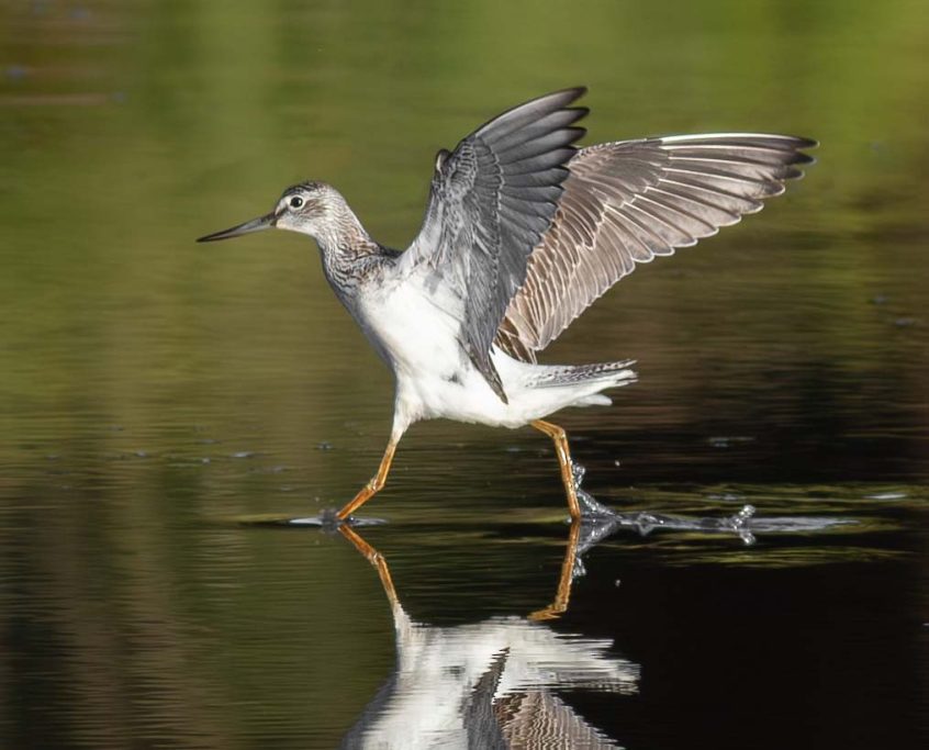 Greenshank, Chobham Common (R Chodankar). Greenshank, Chobham Common (R Chodankar).