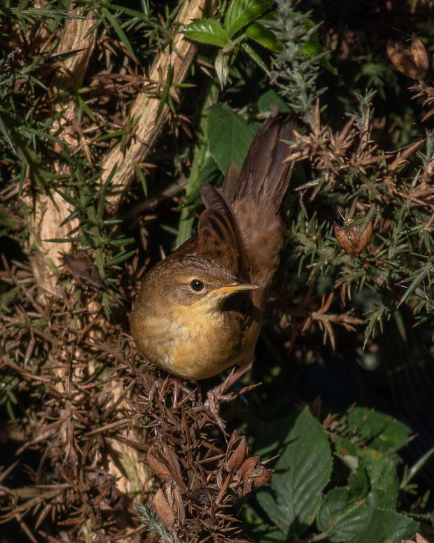 Grasshopper Warbler, Chobham Common (R Chodankar). Grasshopper Warbler, Chobham Common (R Chodankar).