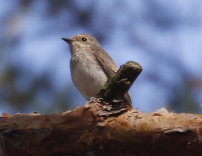 Spotted Flycatcher, Blackheath (K Britten). Spotted Flycatcher, Blackheath (K Britten).