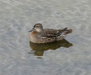 Garganey, London Wetland Centre (J Reeves).