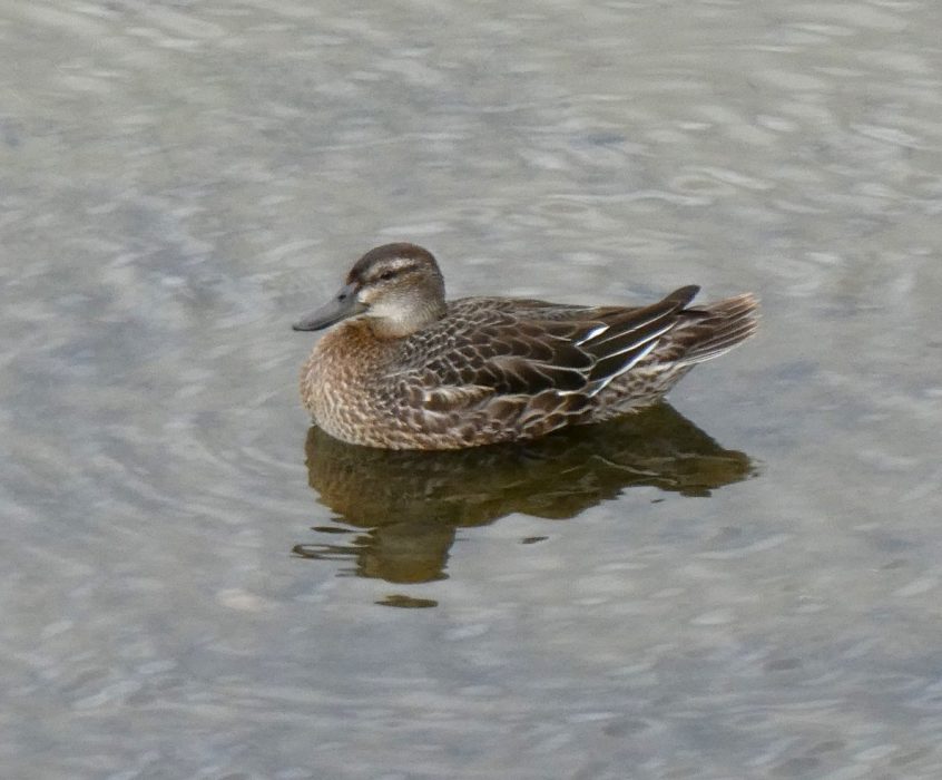 Garganey, London Wetland Centre (J Reeves). Garganey, London Wetland Centre (J Reeves).