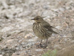 Rock Pipit, Island Barn Reservoir (D Harris).