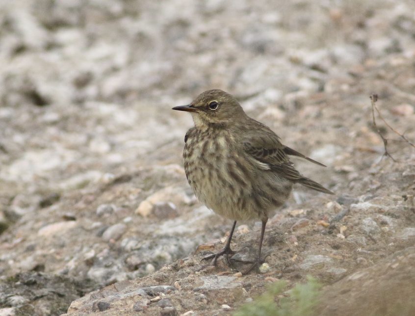 Rock Pipit, Island Barn Reservoir (D Harris). Rock Pipit, Island Barn Reservoir (D Harris).