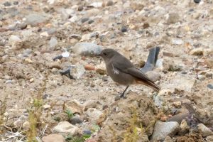 Black Redstart, Beddington Farmlands (I Jones).