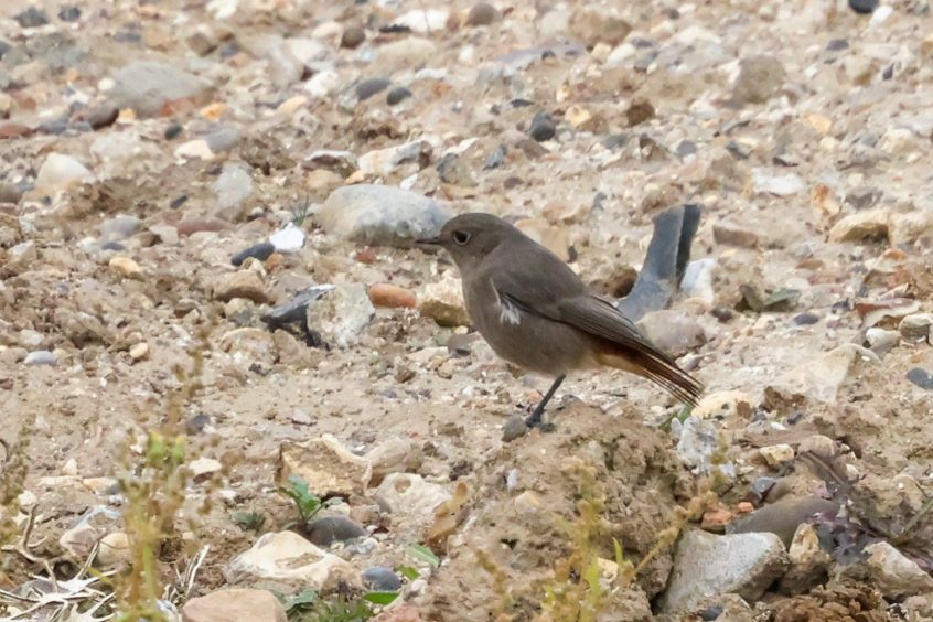 Black Redstart, Beddington Farmlands (I Jones). Black Redstart, Beddington Farmlands (I Jones).