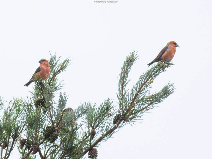 Crossbills, Crooksbury Common (R Chodankar). Crossbills, Crooksbury Common (R Chodankar).