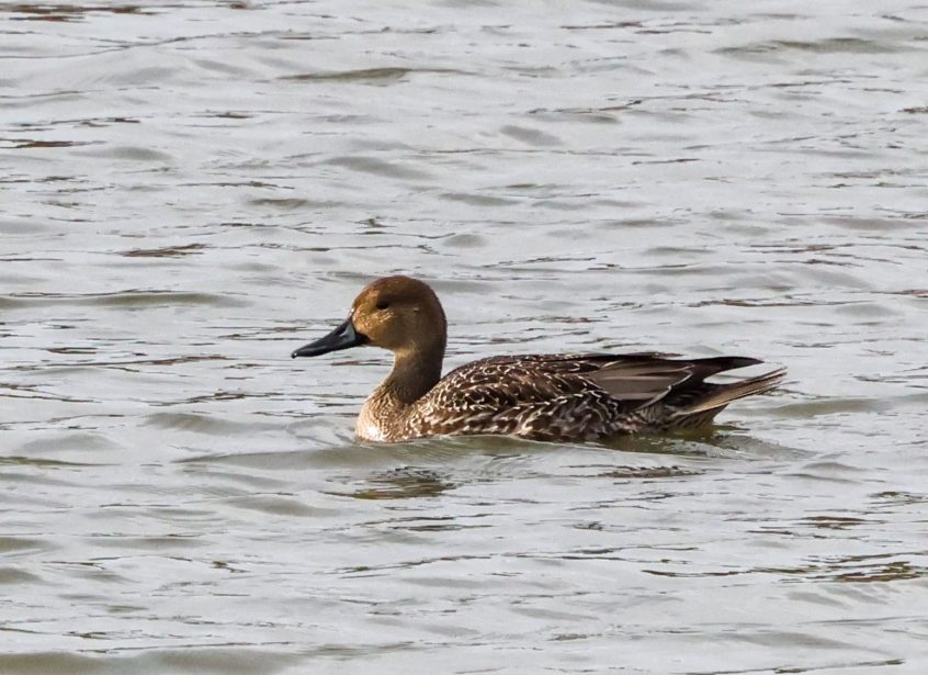 Pintail, Beddington Farmlands (I Jones). Pintail, Beddington Farmlands (I Jones).