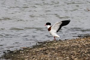 Shelduck, Beddington Farmlands (I Jones).
