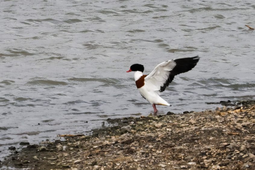 Shelduck, Beddington Farmlands (I Jones). Shelduck, Beddington Farmlands (I Jones).