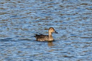 Pintail, Beddington Farmlands (I Jones).