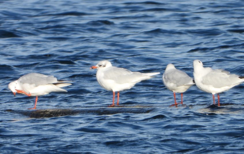 Mediterranean Gull, Thorpe Park (J Snell). Mediterranean Gull, Thorpe Park (J Snell).