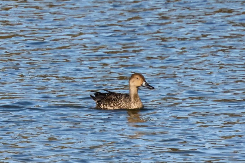 Pintail, Beddington Farmlands (I Jones). Pintail, Beddington Farmlands (I Jones).