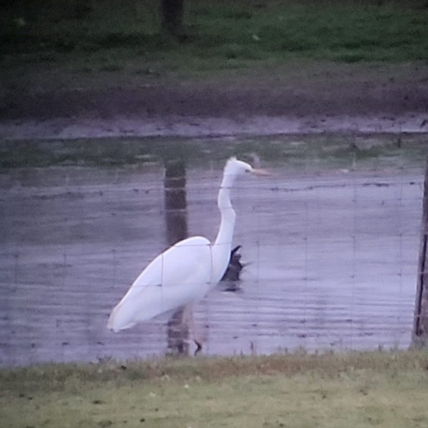 Great Egret, Tice's Meadow (K Duncan). Great Egret, Tice's Meadow (K Duncan).