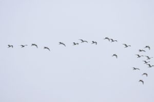 Cattle Egrets, Holmethorpe SP (G Hay).