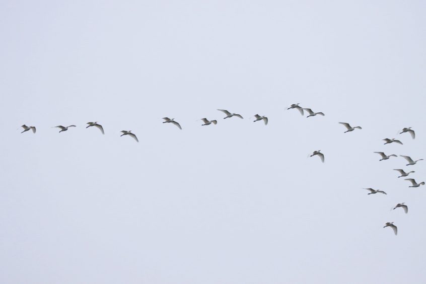 Cattle Egrets, Holmethorpe SP (G Hay). Cattle Egrets, Holmethorpe SP (G Hay).