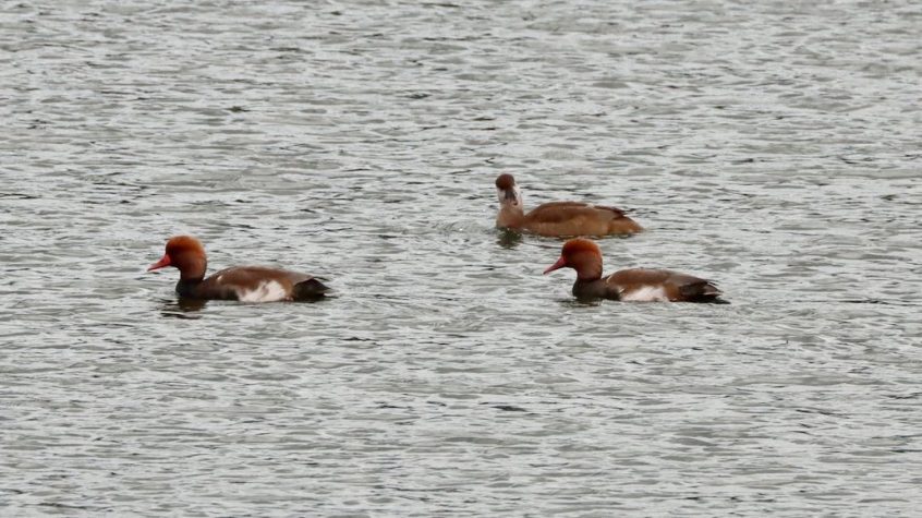 Red-crested Pochard, Holmethorpe SP (G Hay). Red-crested Pochard, Holmethorpe SP (G Hay).