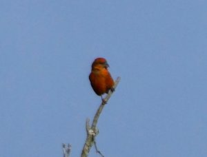 Crossbill, Thursley Common (J Reeves).