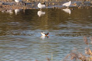 Shelduck, Beddington Farmlands (I Jones).