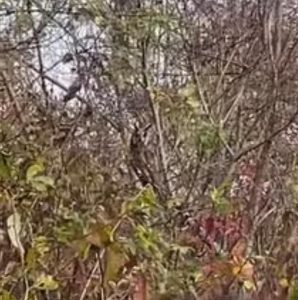 Long-eared Owl, London Wetland Centre (WWT).